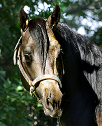 Flashy Hollywood Cowboy Perlino AQHA Reining Stallion 
